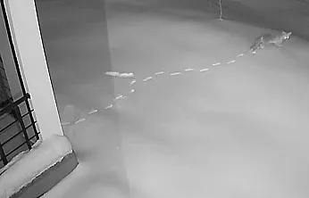 Aç kalan yaban hayvanları köye indi