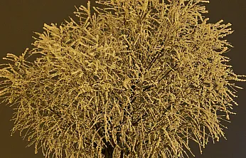 Elazığ'da ağaçlar kırağı tuttu