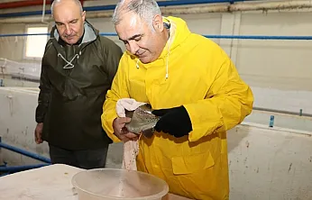 Elazığ'da alabalık sağım çalışmaları sürüyor