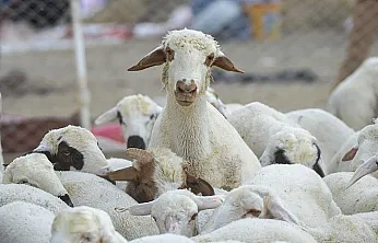 Elazığ'da 'çiçek hastalığı' karantinası