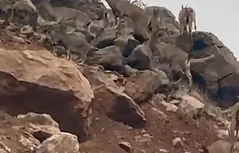 Elazığ'da dağ keçileri sürü halinde görüntülendi