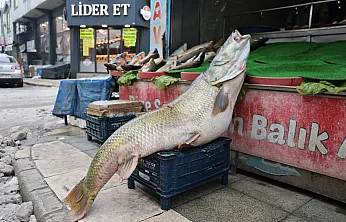 Elazığ'da dev turna yakalandı