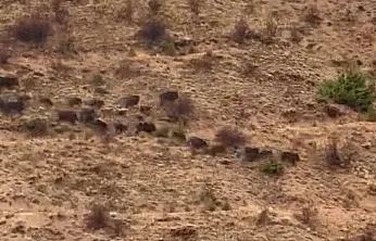 Elazığ'da domuz sürüsü görüntülendi