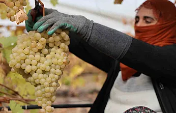 Elazığ'da donun vurduğu üzümde rekolte yüzde 80 düştü