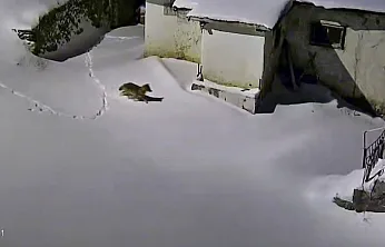 Yiyecek arayan kurt kamerada