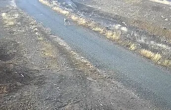 Elazığ'da kurt mezraya indi