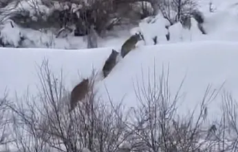 Elazığ'da kurt sürüsü görüldü
