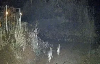 Elazığ'da kurtlar sürü halinde görüldü
