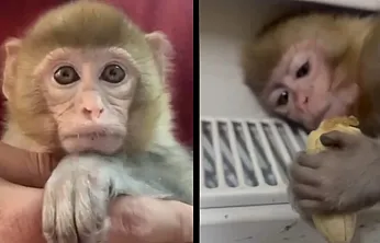 Elazığ'da 'makak maymunu' yakalandı