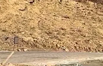 Elazığ'da dağ keçileri görüldü