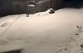 Elazığ'da vaşak ailesi görüldü