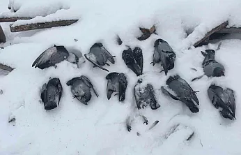 Onlarca güvercin donarak telef oldu