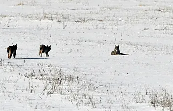 Elazığ'da vaşak ailesi görüntülendi
