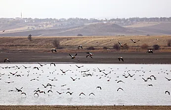 Cip Baraj Gölü binlerce göçmen kuşu ağırlıyor
