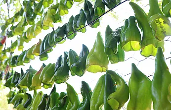 Elazığ'ın meşhur kofiği asılmaya başladı