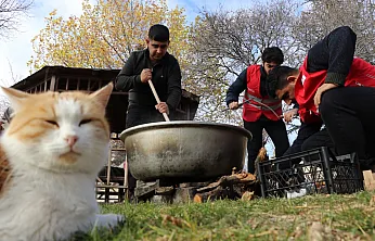 Gençler sahipsiz kediler için birlik oldu