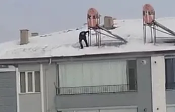 Görüntü hayrete düşürdü!