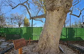 Harput'un asırlık çınarı yıllara meydan okuyor