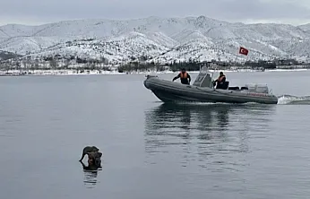Hazar Gölü'nde su samuru görüntülendi