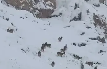 Palu'da dağ keçileri görüntülendi