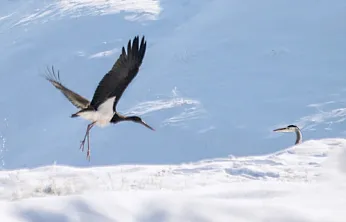 Kış ortasında Elazığ'da görüldü