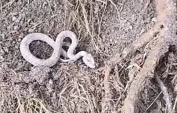 Kış uykusuna yatmayan yılan görüldü