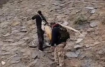 Murat Nehri'nde dev turna yakalandı