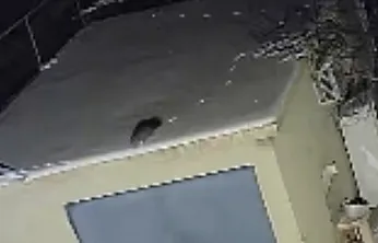 Nesli tehlike altındaki sansar kamerada