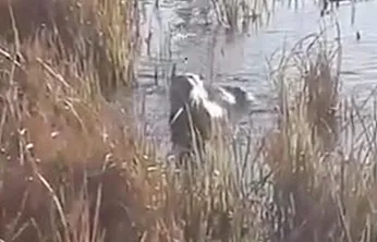 Nesli tükenme tehlikesindeki su samuru görüntülendi