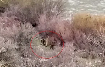 Palu'da anne ayı ve yavrusu görüntülendi