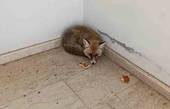 Palu'da tilki okula girdi