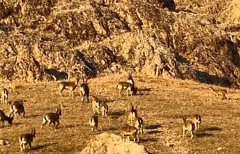 Tarihi kalede dağ keçileri görüldü
