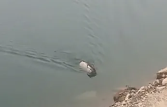 Dağ keçisi yüzerken görüldü