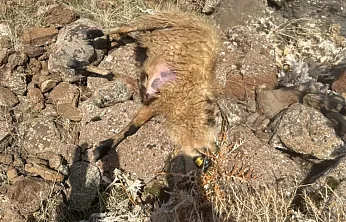 Sürüden ayrılan koyunları kurt kaptı