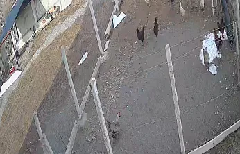 Tilkinin tavuk avı kamerada