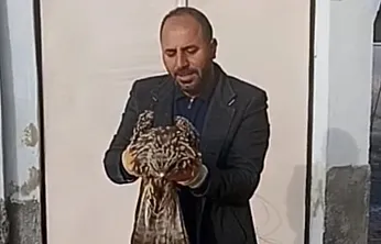 Yaralı kartal koruma altına alındı