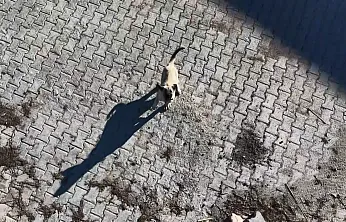 Yavru kangalın dronla imtihanı