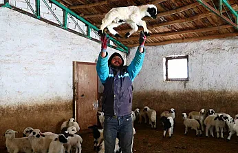 Soğuk hava kuzu doğumlarını artırdı