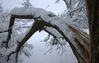 Yoğun kar yağışı ağaçların dallarını kırdı