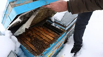 Arıcılar sezona umutla bakıyor