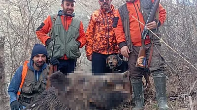 Avcılardan 250 kilo ağrılığında domuz avı