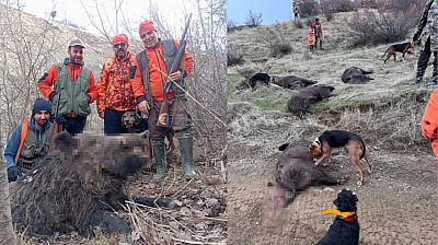 Avcılardan 250 kilo ağrılığında domuz avı