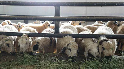 Devletten aldığı destekle çiftlik açtı