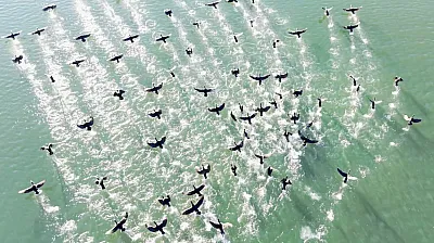 Doğanın sessiz misafirleri 'kara bataklar''