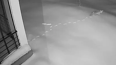 Aç kalan yaban hayvanları köye indi