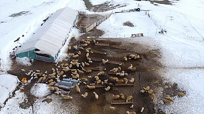 Elazığ'da arıcı ve besiciler devlet desteğiyle nefes aldı