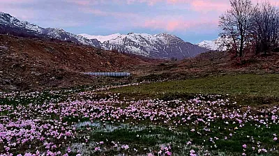 Elazığ'da çiğdemler erken açtı