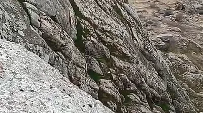 Elazığ'da dağ keçileri sürü halinde görüldü