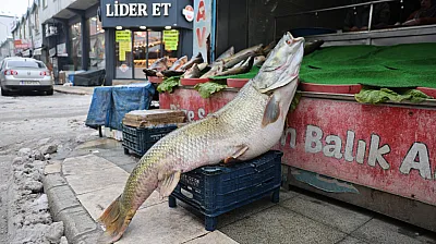 Elazığ'da dev turna yakalandı