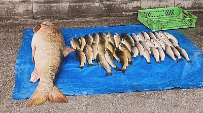 Elazığ'da dev turna yakalandı